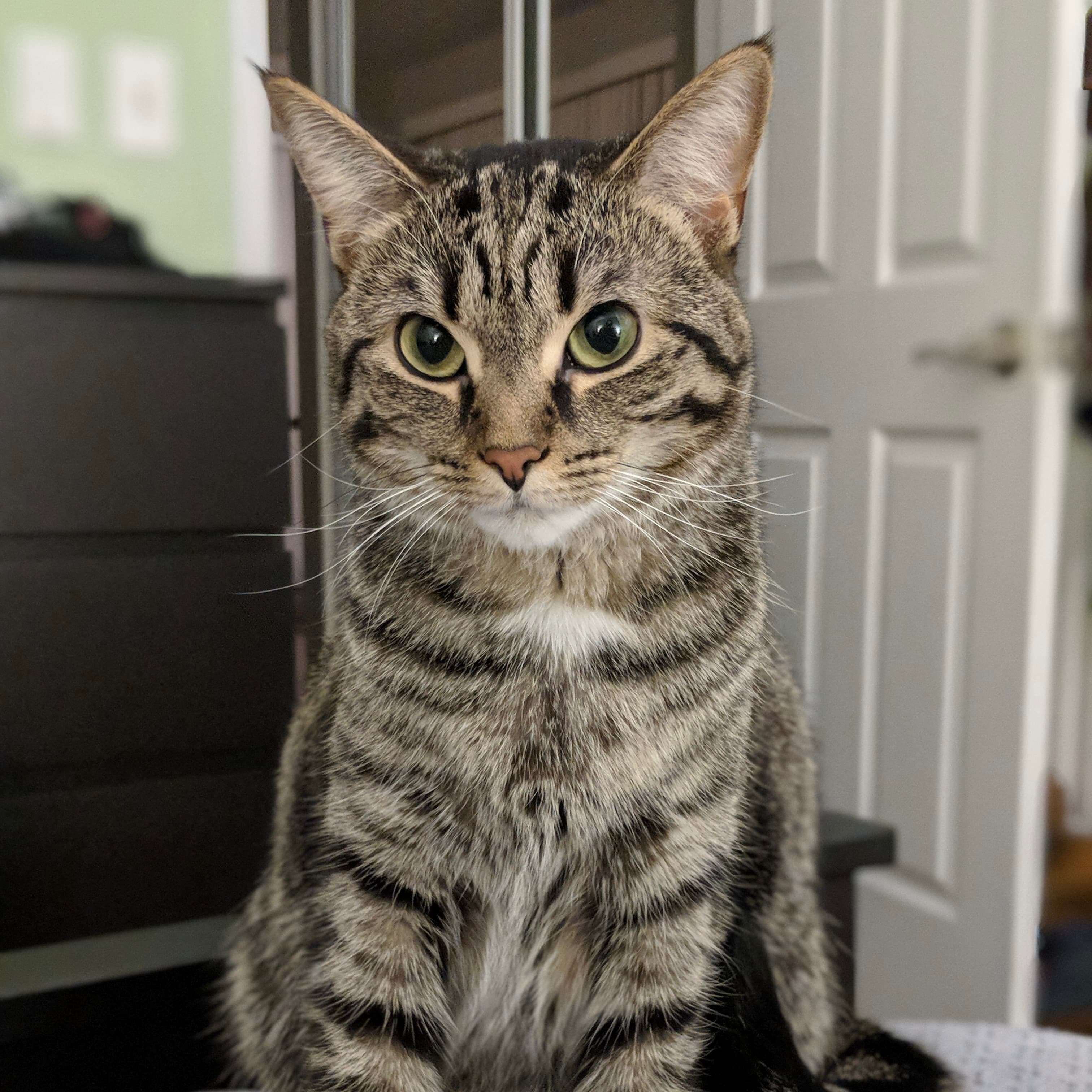 Cannoli's profile image